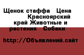Щенок стаффа › Цена ­ 35 000 - Красноярский край Животные и растения » Собаки   